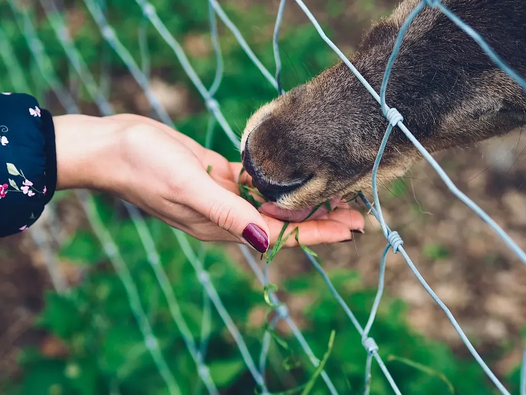 7. Interspecies Altruism: Helping Those Who Are Completely Different (Image Credits: Unsplash)