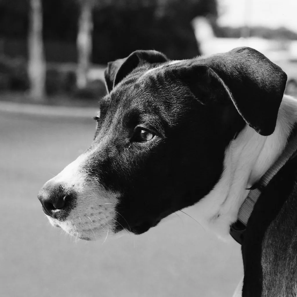 #6 Nightmares, puppies, and senior dogs: the fuller picture (ymvf, Flickr, CC BY 2.0)