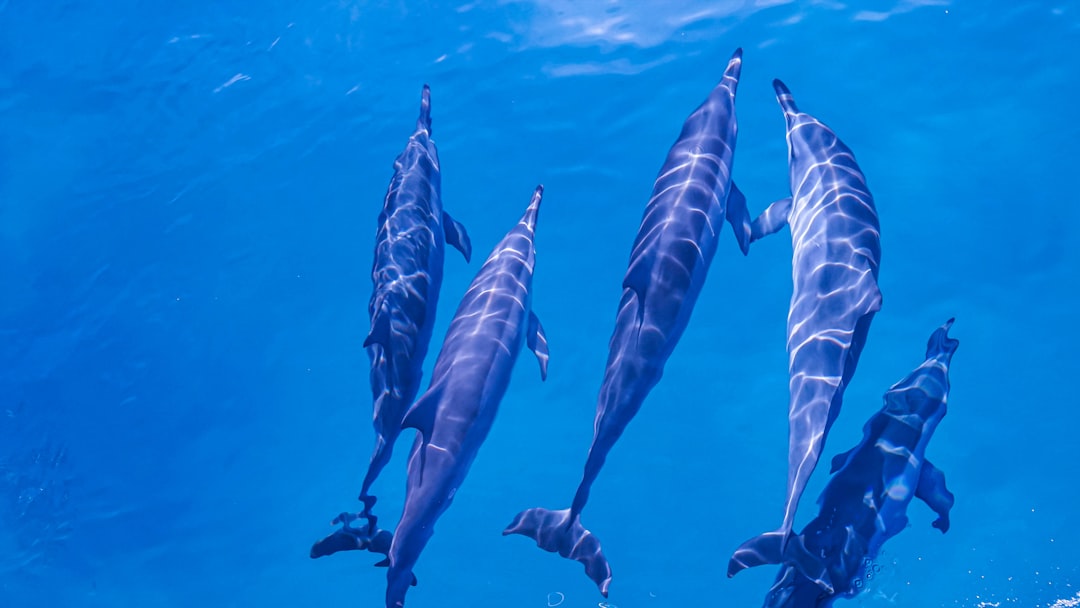 Marine Animals Feel Underwater Pressure Waves From Distant Events (Image Credits: Unsplash)