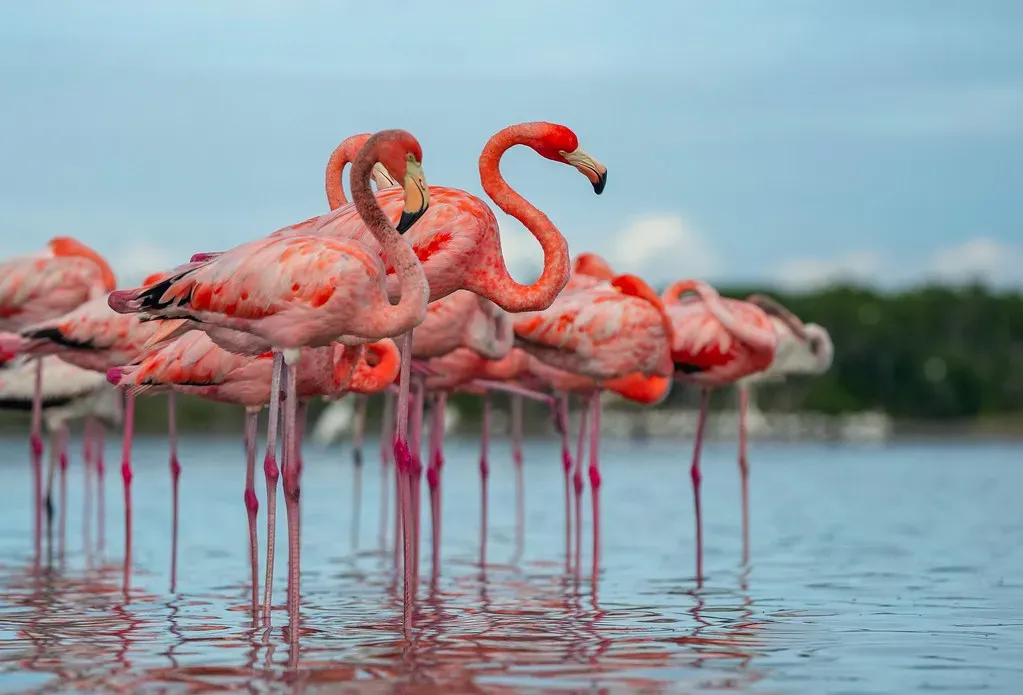 Conclusion: A Pink Surprise With a Bigger Story Behind It (Image Credits: Flickr)