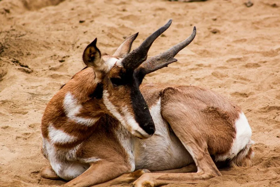 Their Horns Are Neither True Horns Nor Antlers, but Still Do the Job (Image Credits: Pexels)