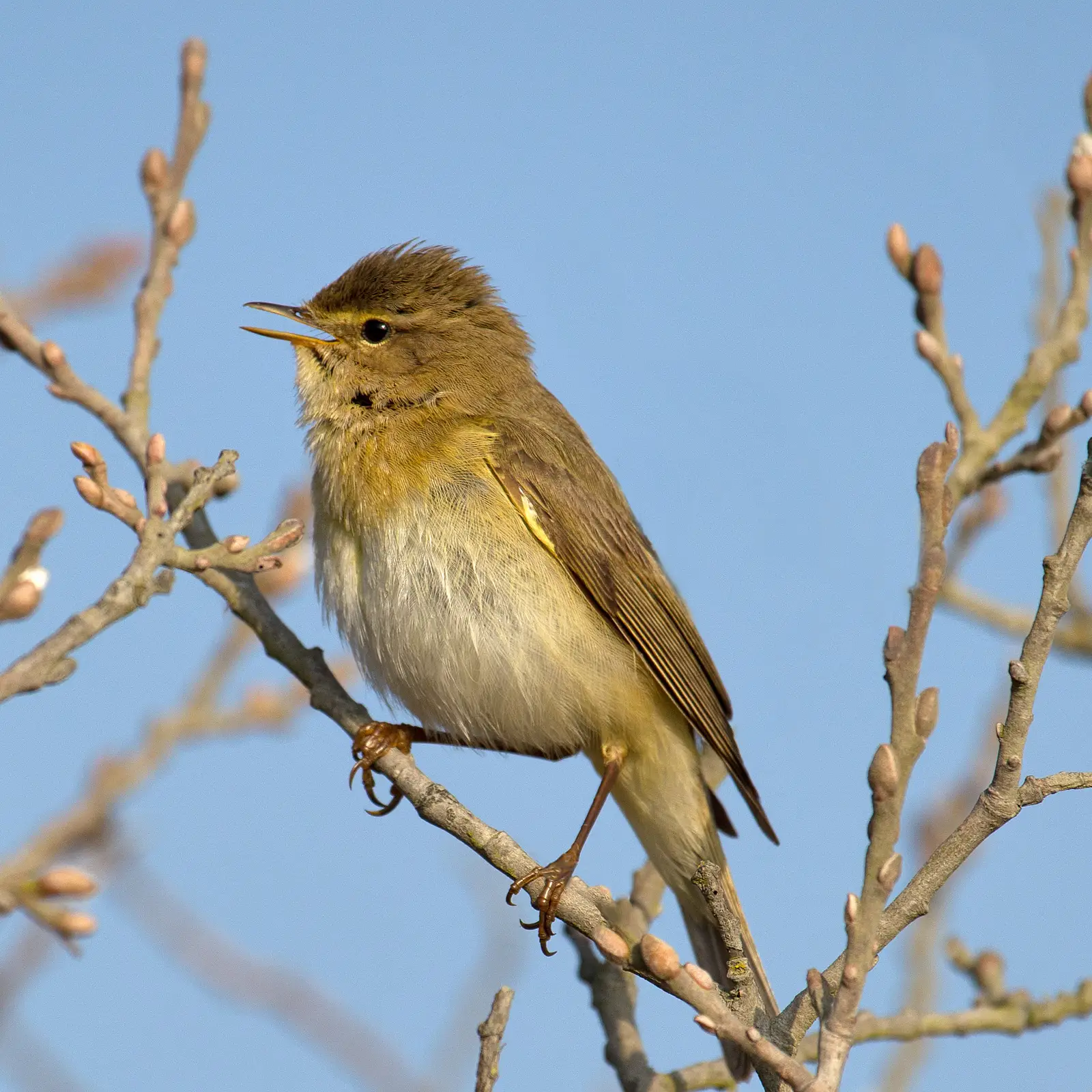#8 - Willow Warblers Are Racing North (By Andreas Trepte, CC BY-SA 2.5)