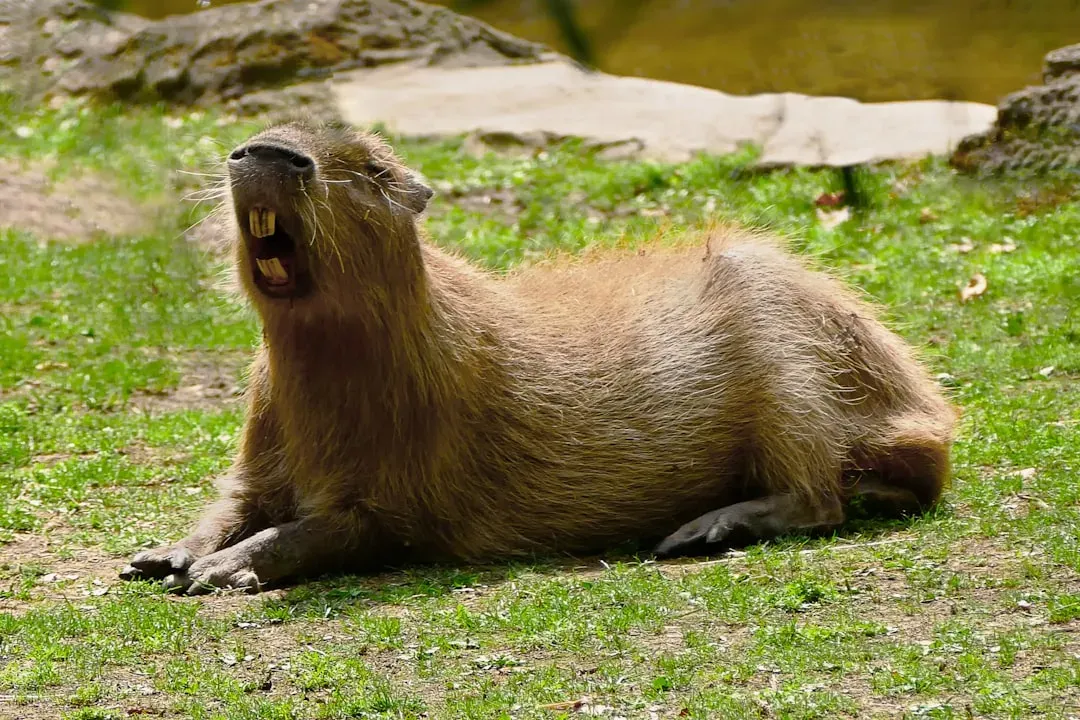 6. The Capybara: The World's Largest Rodent and Unlikely Peacemaker (Image Credits: Unsplash)