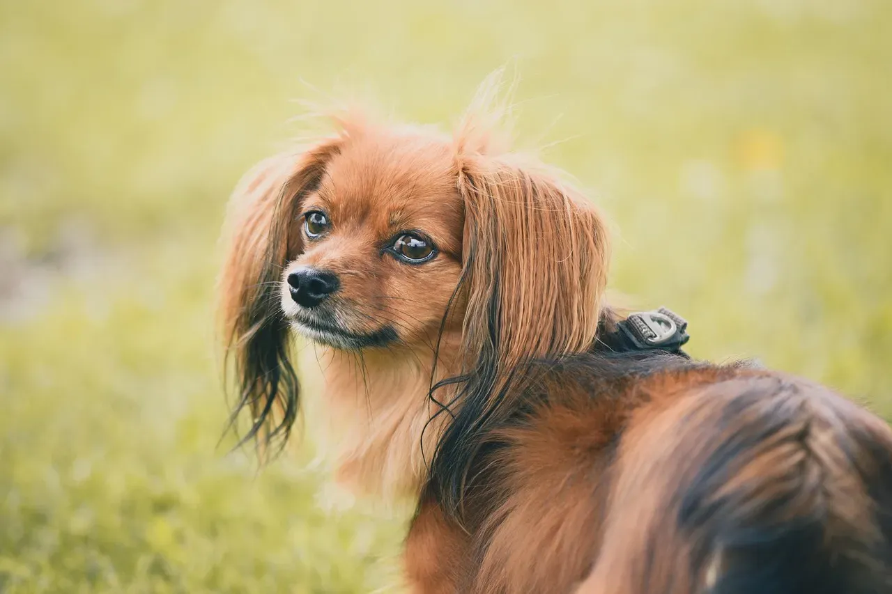 #18. Papillon (Image Credits: Pixabay)