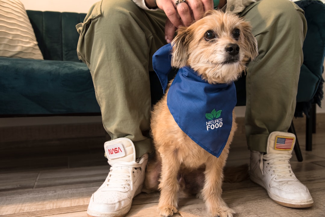 Start Small with Shelter Volunteering (Image Credits: Unsplash)