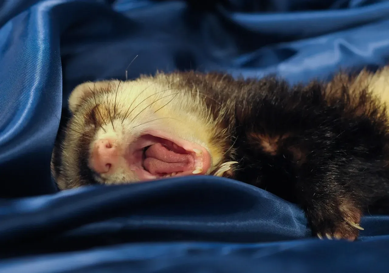 They're Surprisingly Playful and Vocal Creatures (Image Credits: Pixabay)