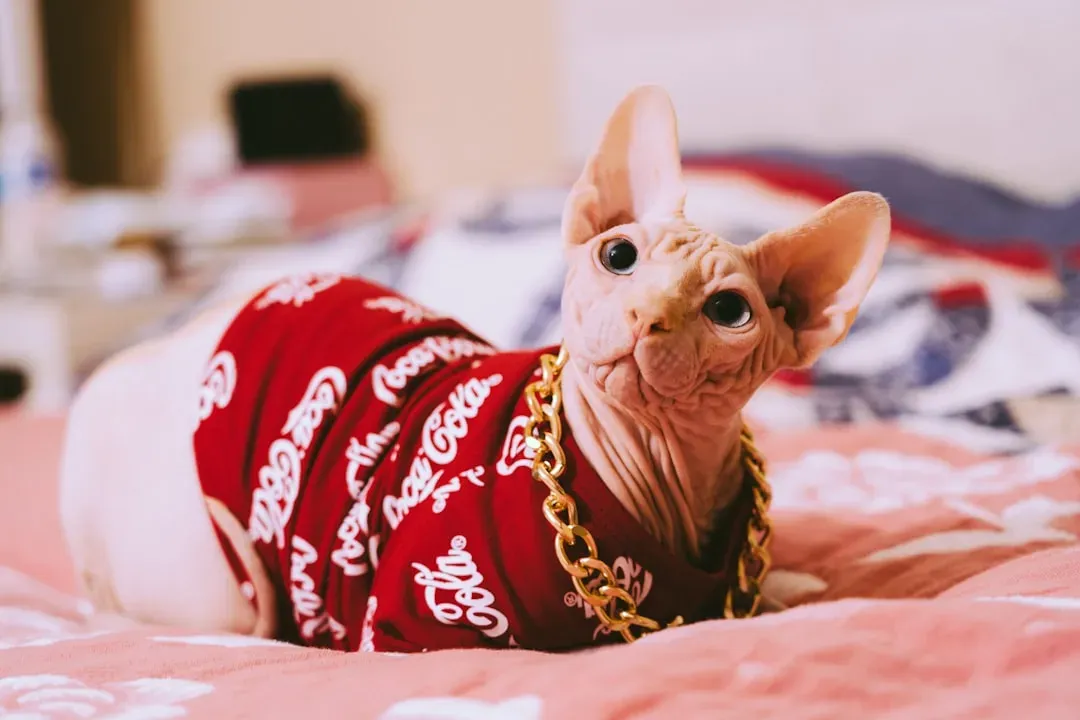 8. The Sphynx: The Hairless Cuddle Monster (Image Credits: Unsplash)