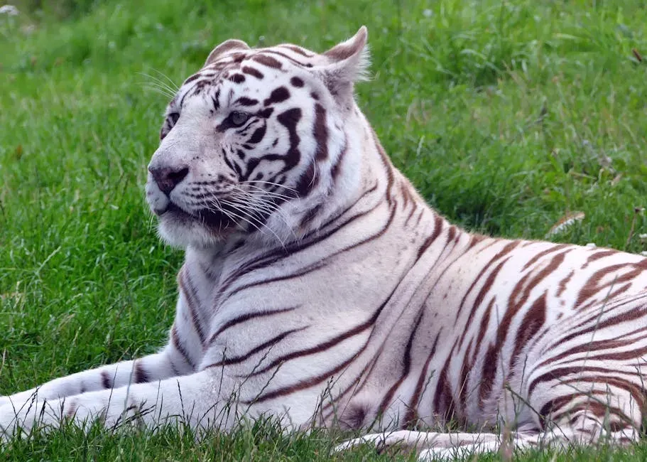 5. The Tiger: The Solitary Patrol Officer (Image Credits: Pexels)