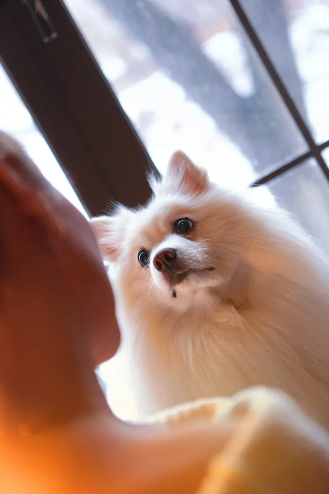 Your Dog Can Literally Smell Your Stress (Image Credits: Unsplash)