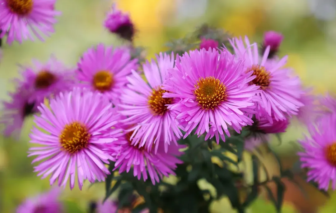 #11 - Plant a Mix of Asters and Goldenrod for Extended Seed Season (Image Credits: Unsplash)