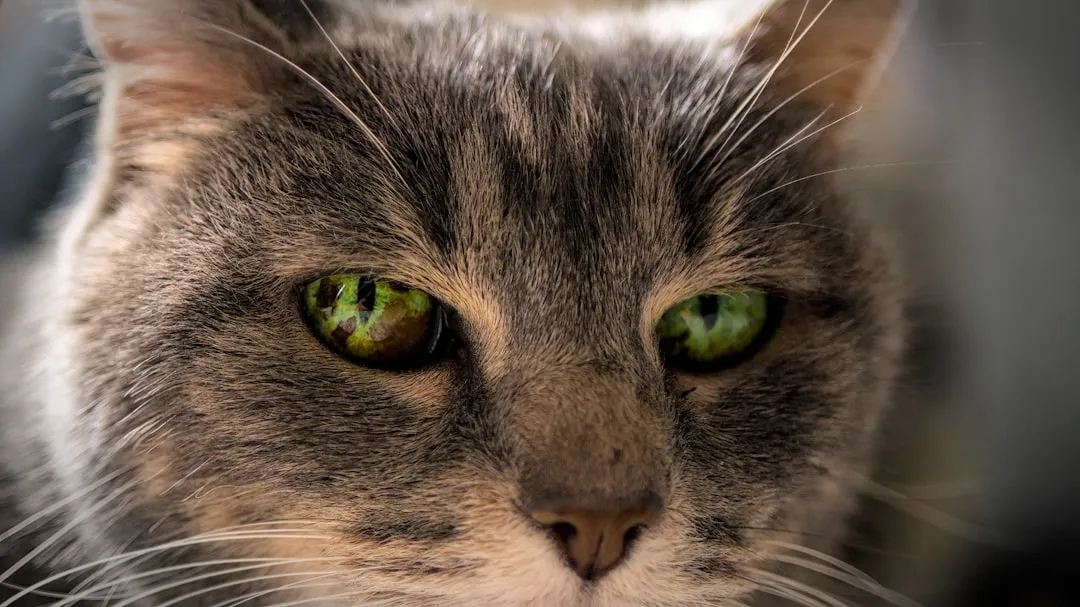 #14 - The Eyes That Don&rsquo;t Quite Look Like &ldquo;Them&rdquo; Anymore (Image Credits: Unsplash)