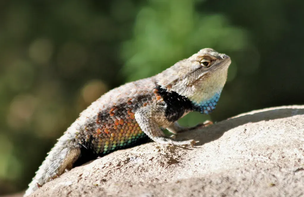 Canyons of the Ancients National Monument: Reptile Refuge (Image Credits: Flickr)