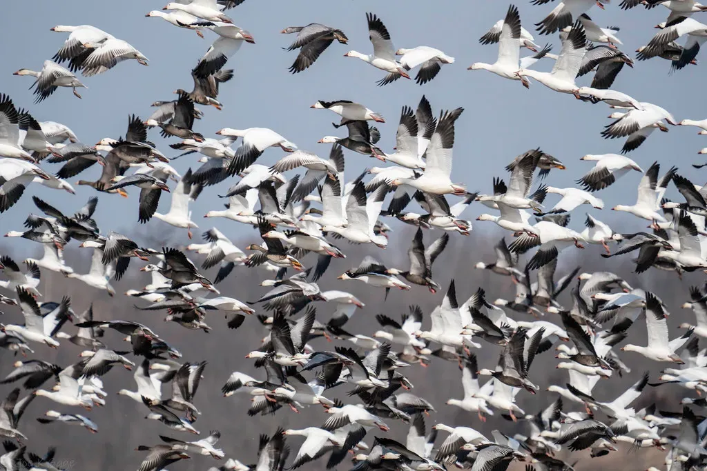 The Snow Goose: Migration and Community Focus (Image Credits: Flickr)