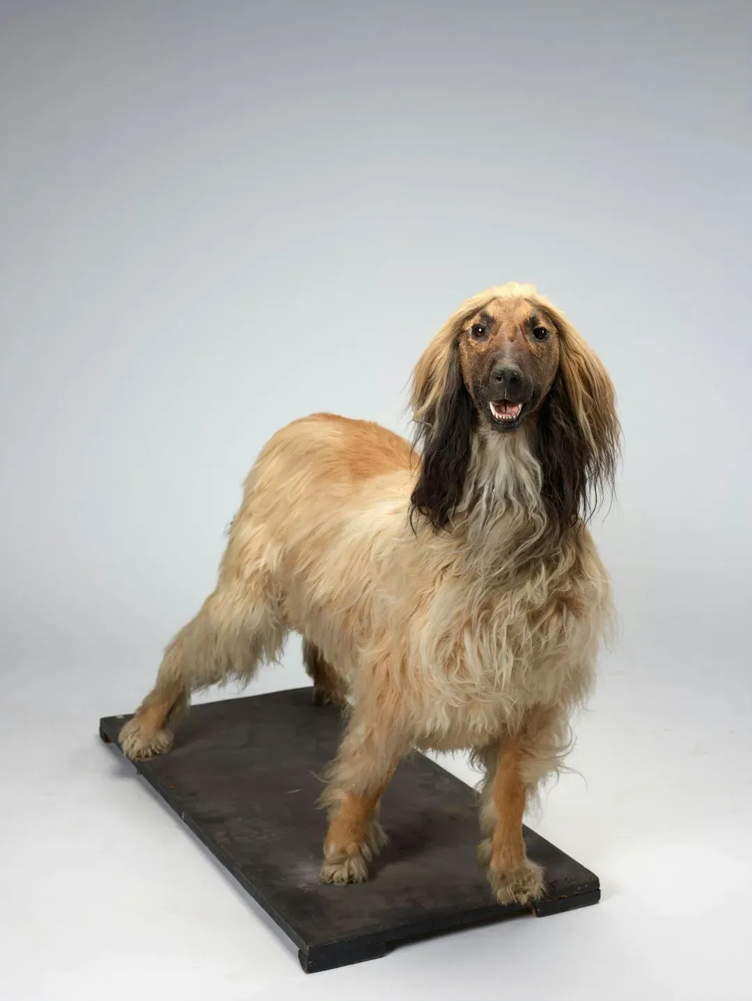 10. Afghan Hound - The Magnificently Unbothered (Image Credits: Unsplash)