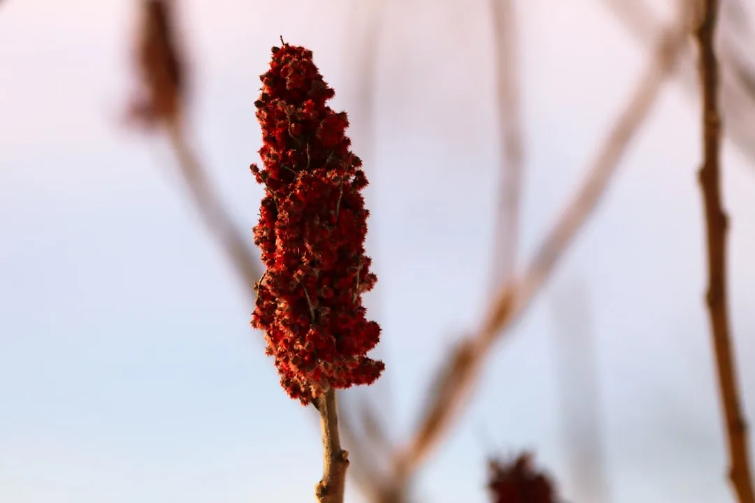 #9 - Sumac: The Powerhouse People Still Call a "Weed" (Image Credits: Unsplash)