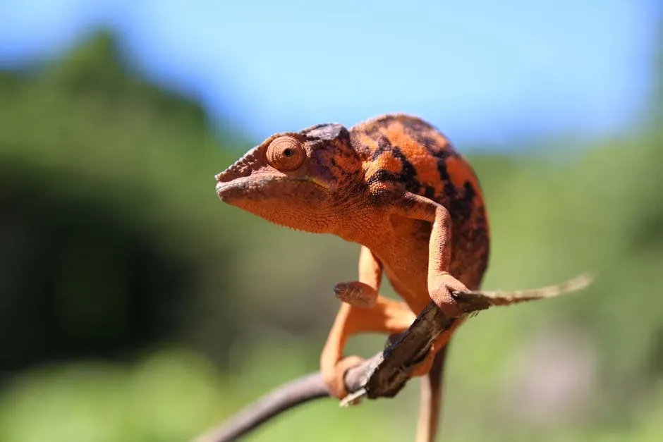 What These Animals Teach Us (Image Credits: Pexels)