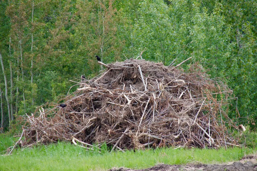 #8: Create a Real Brush Pile (Yes, on Purpose) (tuchodi, Flickr, CC BY 2.0)