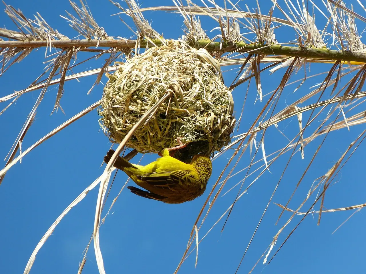 Sociable Weavers: Africa's Apartment Complex Architects (Image Credits: Pixabay)