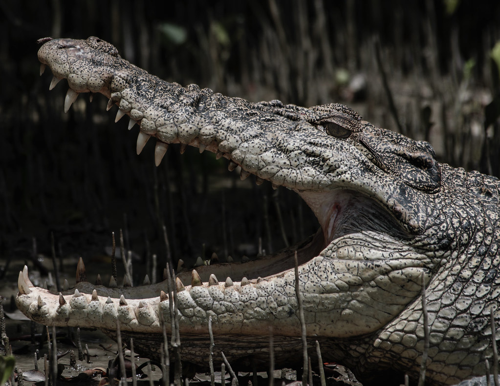 Saltwater Crocodile (Image Credits: Flickr)