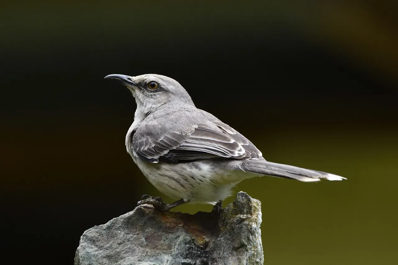 9. The Mockingbird's Medley: The Ultimate Shapeshifter (Image Credits: Pixabay)