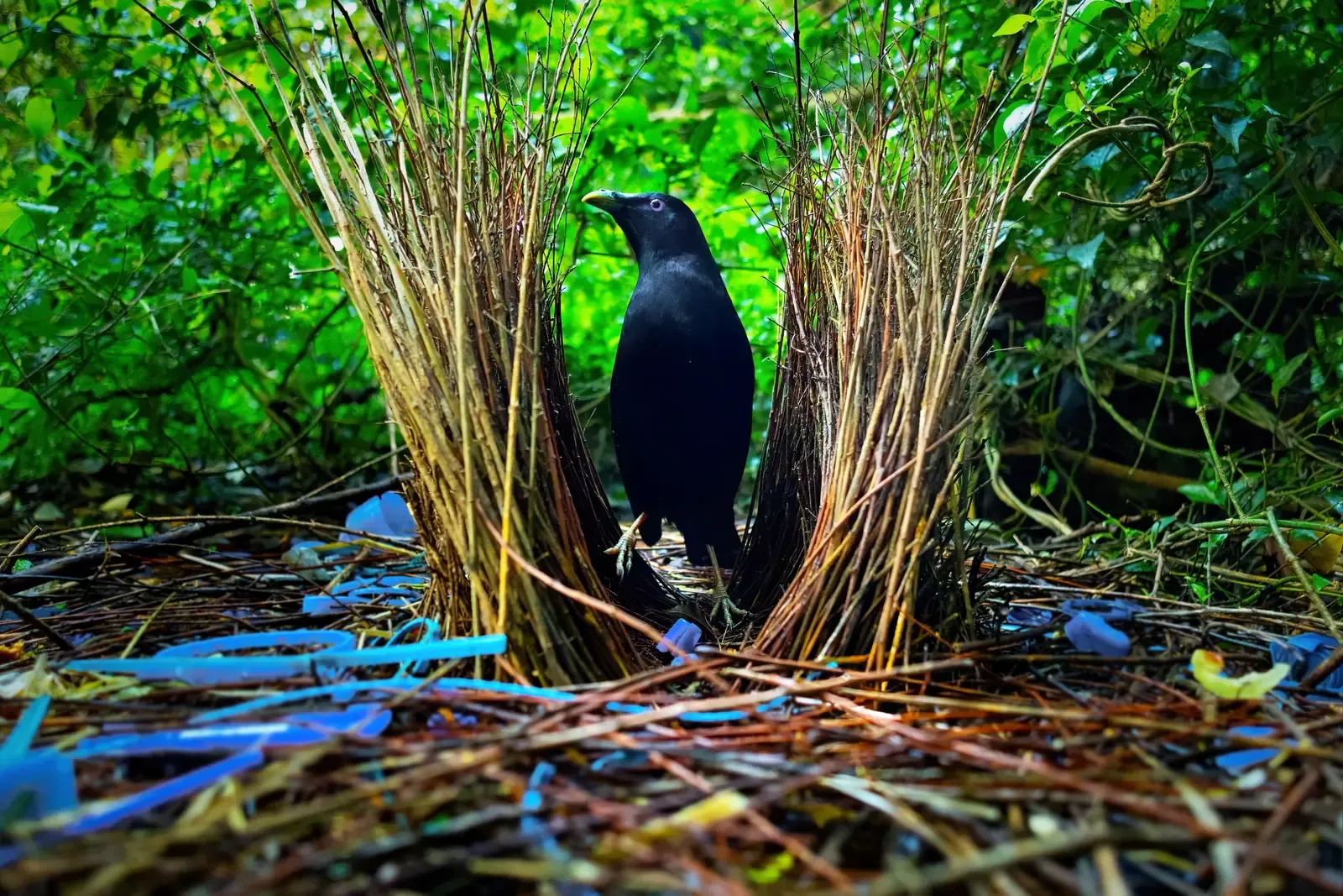 4. The Bowerbird: When Courtship Becomes Architecture (This photograph was taken with a Canon EOS R8 by u:JJ Harrison., CC BY-SA 4.0)