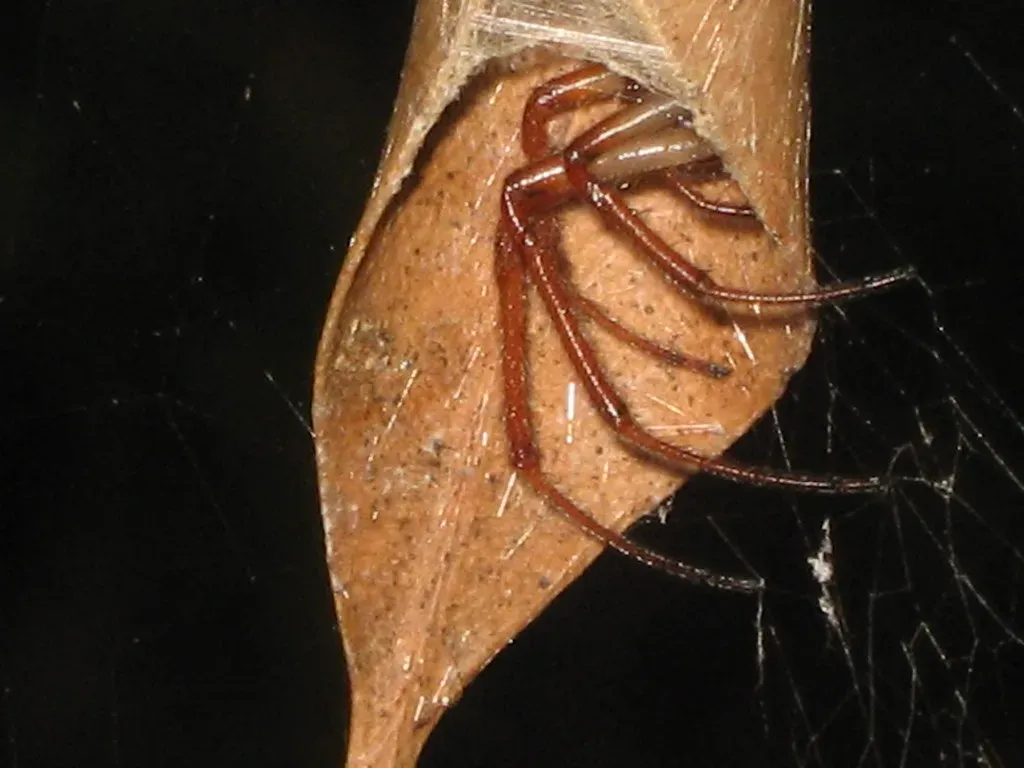 Australian Leaf-Curling Spider: The Recycling Expert (Image Credits: Flickr)