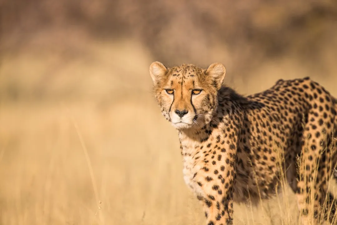 #13 - Cheetahs: Anxious Sprinters With One Human "Reset Button" (Image Credits: Unsplash)