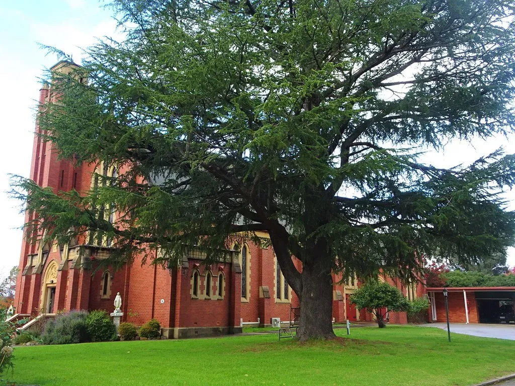 Cedar's Natural Compounds Repel Multiple Pests (Image Credits: Flickr)