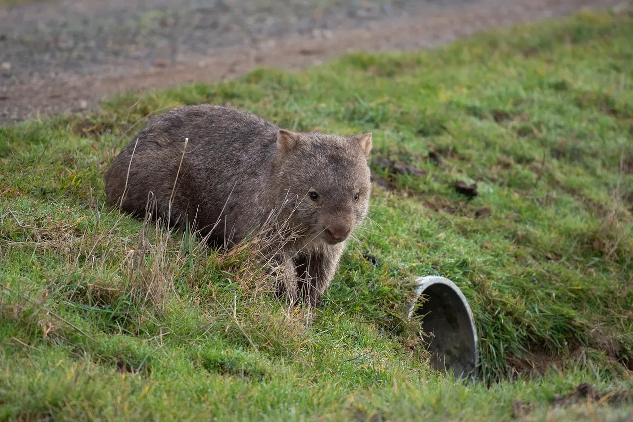 #13 - Wombats Poop in Perfect Cubes (Image Credits: Pixabay)