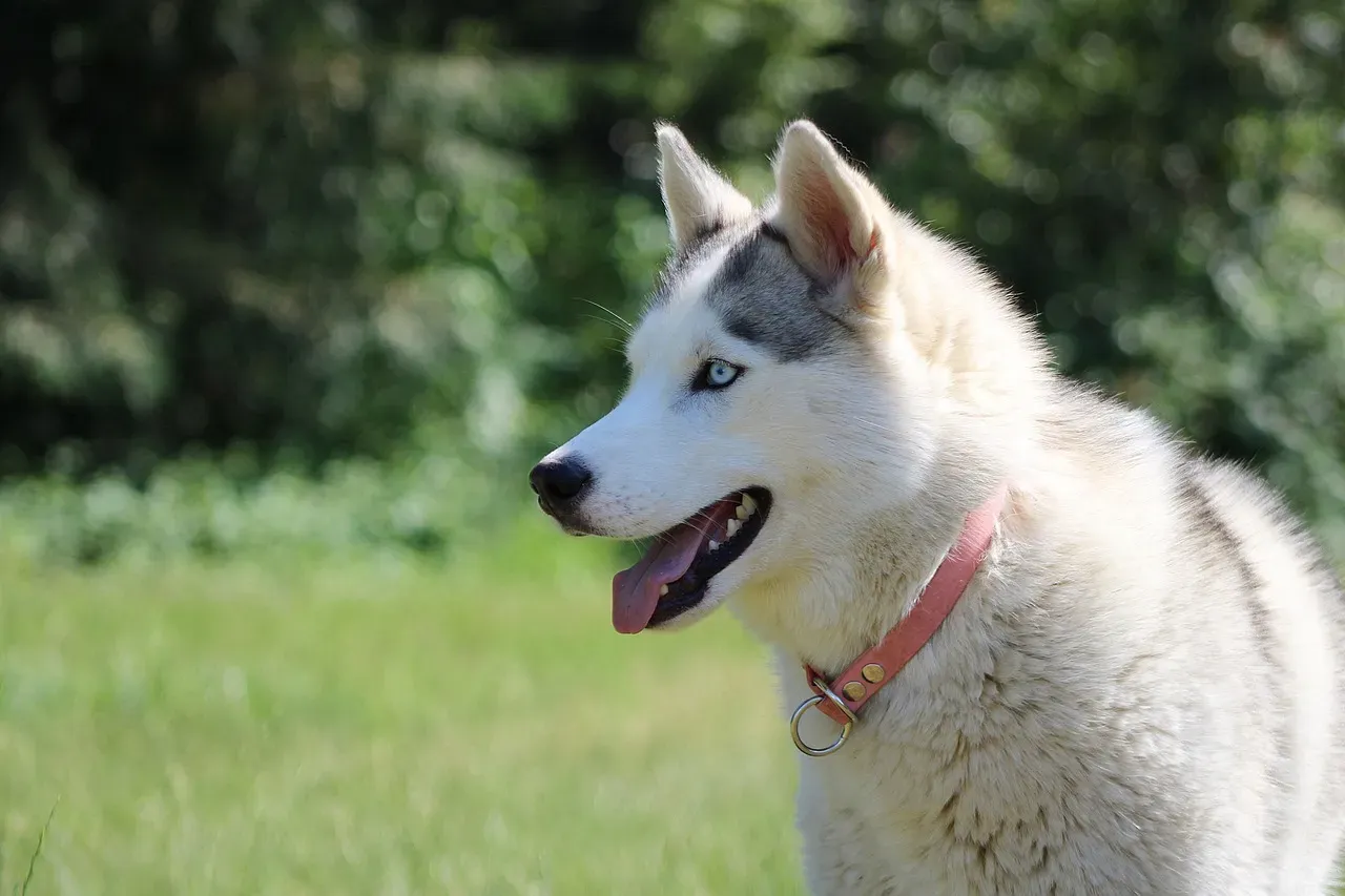 #7: Siberian Husky (Image Credits: Pixabay)