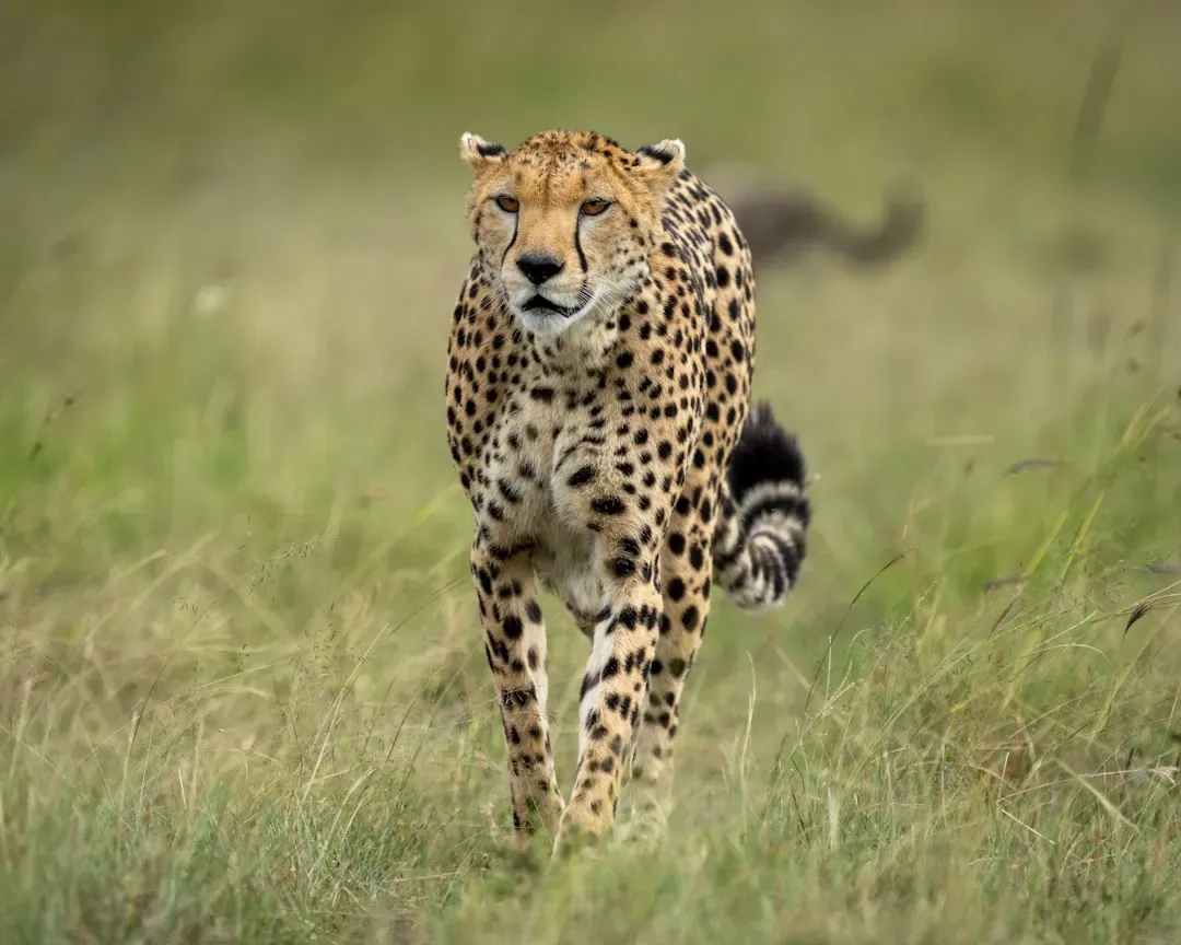 Aries: The Cheetah (Image Credits: Unsplash)