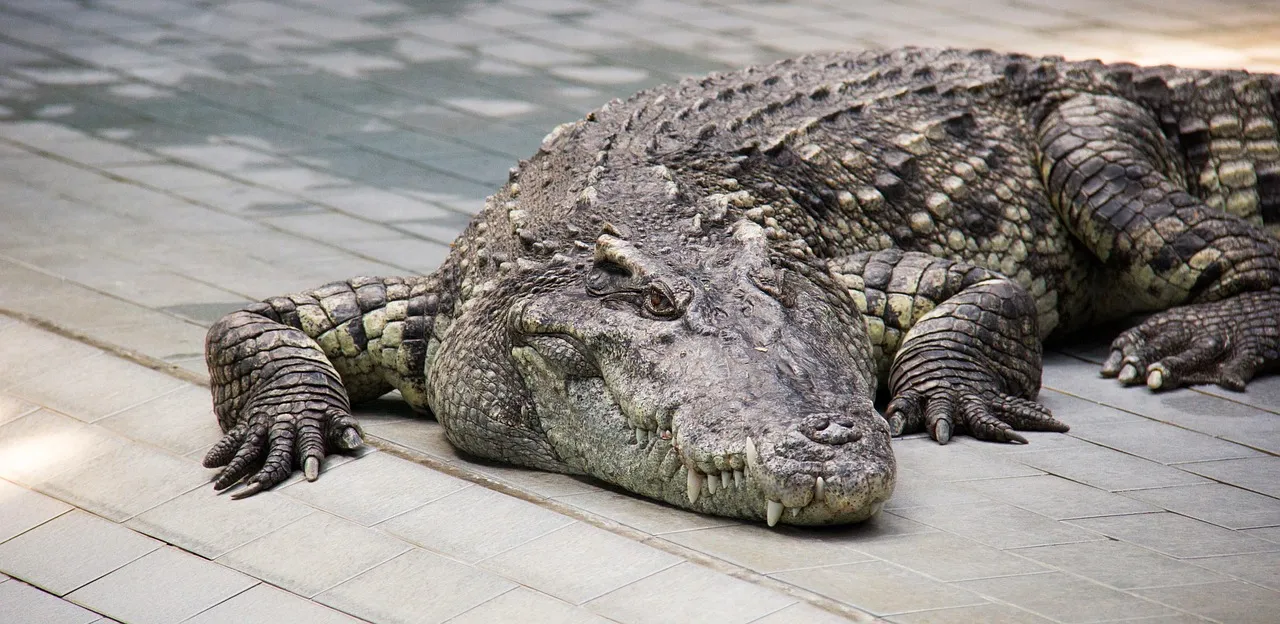 #1 - Crocodiles That Refuse To Leave "Their" Humans (Image Credits: Pixabay)