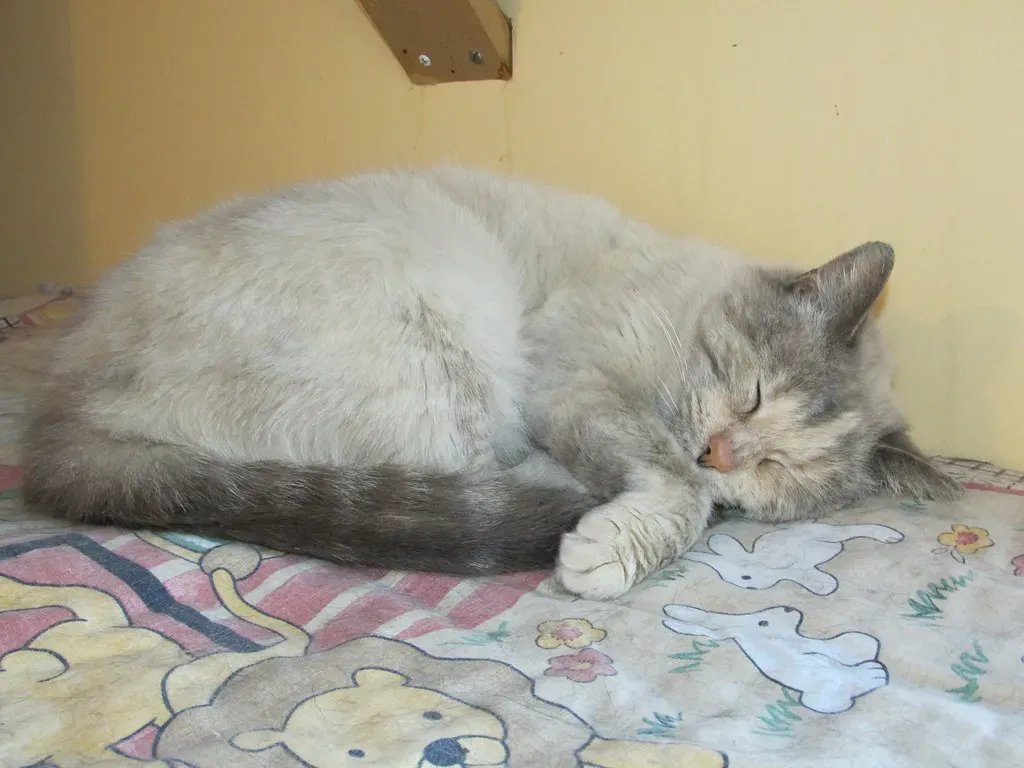 The Purr Is Actually a Healing Tool (Rocky Mountain Feline Rescue, Flickr, CC BY 2.0)