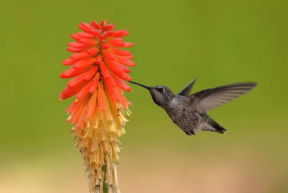 #15 - Red Hot Poker (Magnet) vs. Impatiens (Shady but Skippable) (Image Credits: Pexels)
