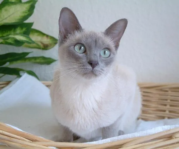 #8 - Tonkinese (By Edenvane, CC BY-SA 3.0)