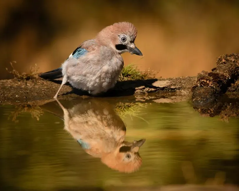 Reflections and Territorial Instincts (Image Credits: Pexels)
