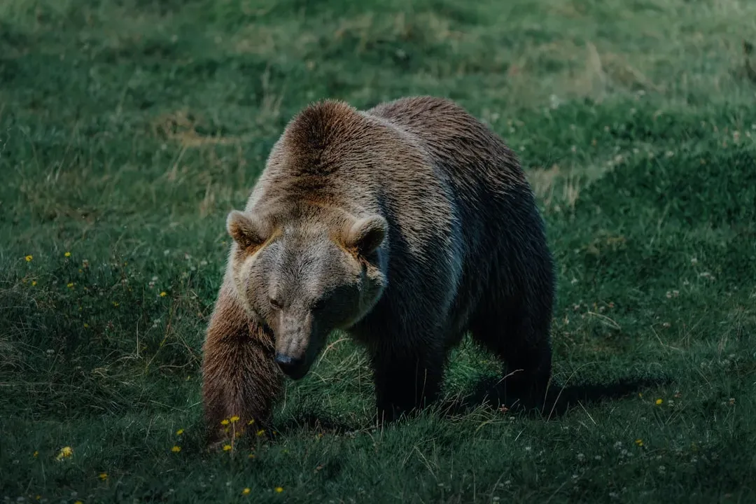Deep Cultural Significance for Native Tribes (Image Credits: Unsplash)