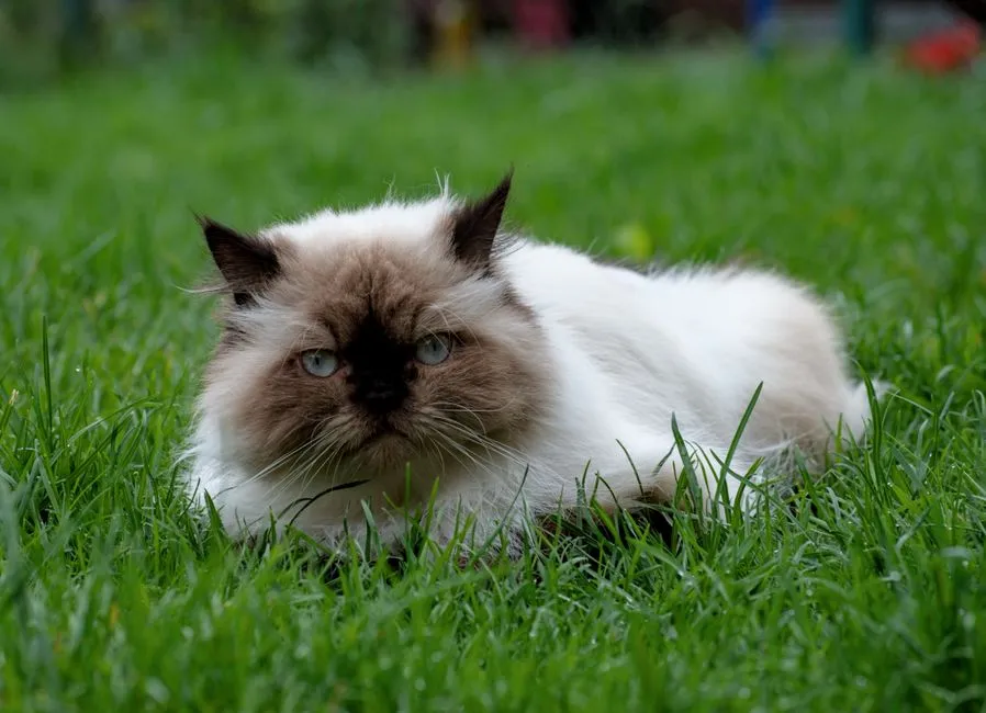 #10 - Himalayan: A Calm Cat With One Big Condition (Image Credits: Pexels)