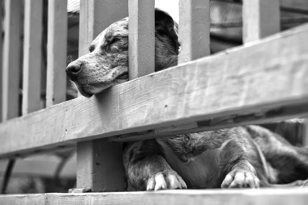 Hiding, Withdrawing, and Going Quiet (Image Credits: Flickr)