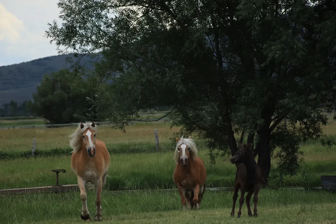 A Final Thought on Hooves, History, and Heart (Image Credits: Unsplash)