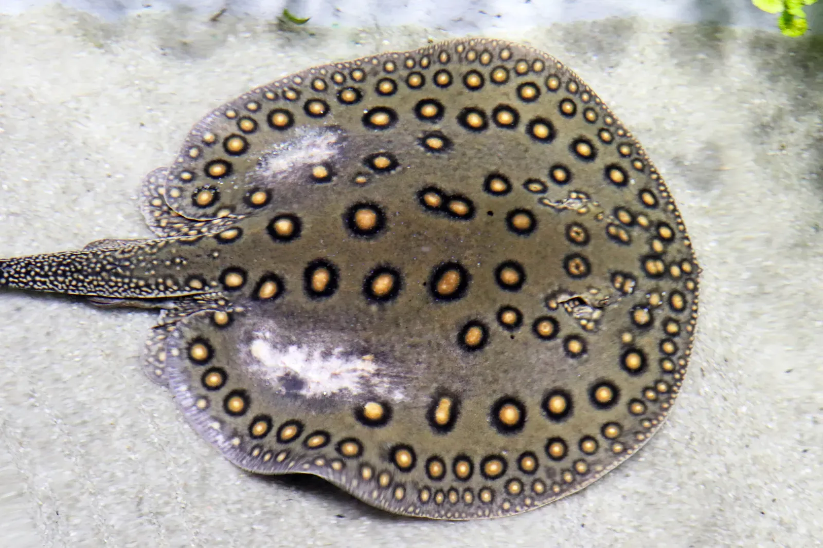 3. Mothers Give Birth to Ready-to-Swim Pups (By Macdon, CC0)