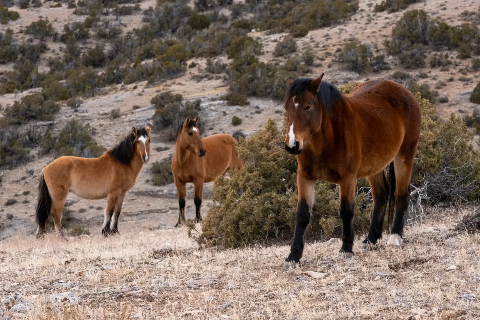 Where the Numbers Stand Right Now (Wild horses in the Pryor Herd Management Area on the Montana/Wyoming borde r., Public domain)