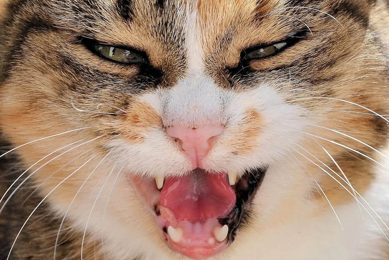 #13 - Breathing That Sounds "Off" (Image Credits: Pixabay)