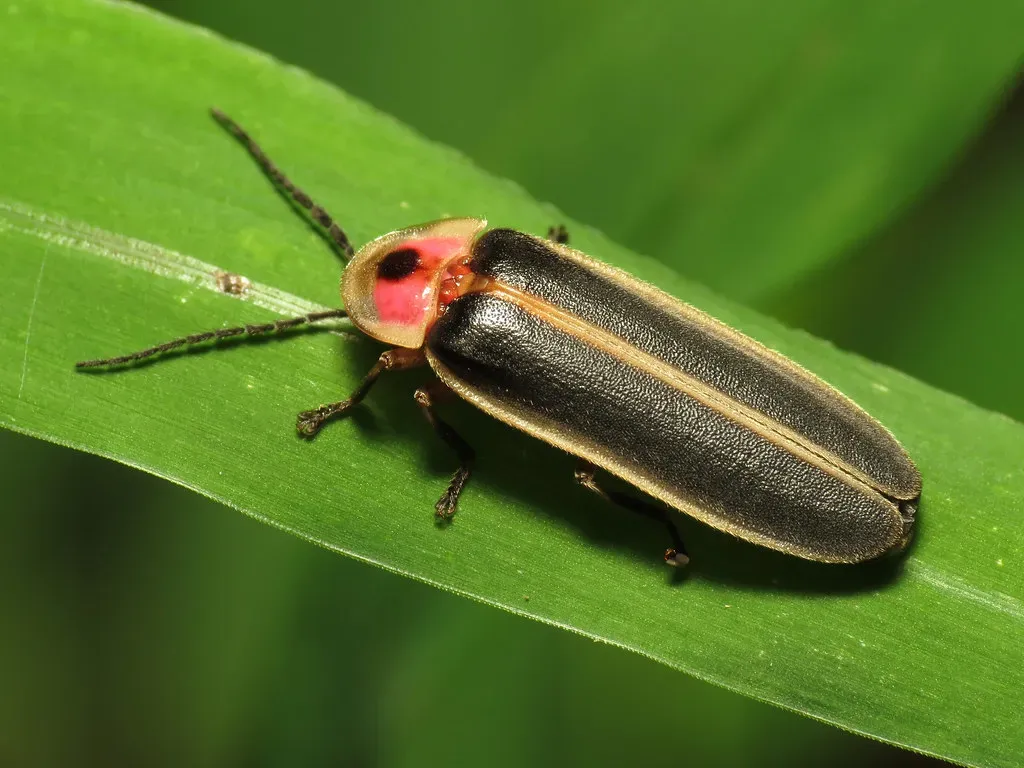 Fireflies Are Actually Beetles, Not Flies (treegrow, Flickr, CC BY 2.0)