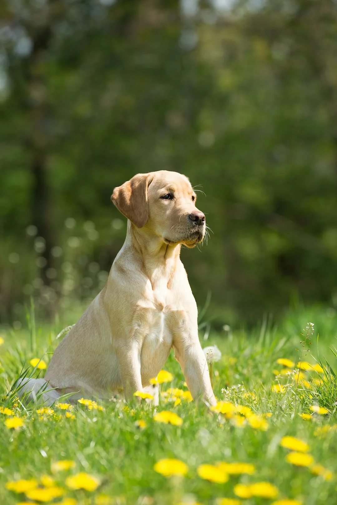 Pisces and the Labrador Retriever (Image Credits: Unsplash)