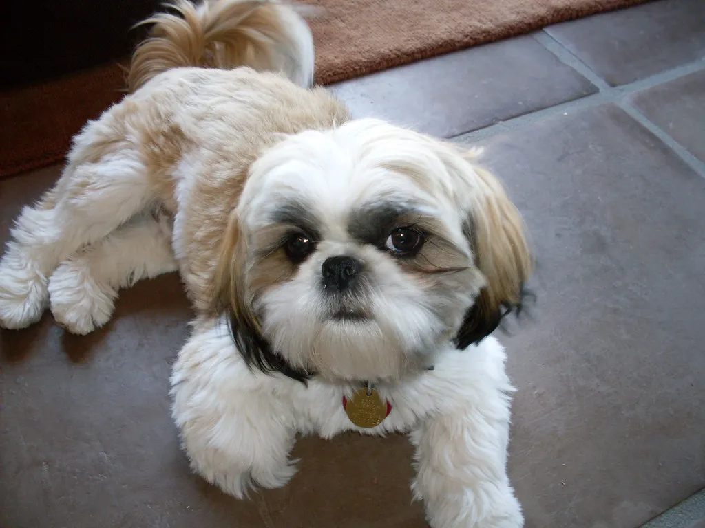 #6 Pisces and the Shih Tzu (gurdonark, Flickr, CC BY 2.0)