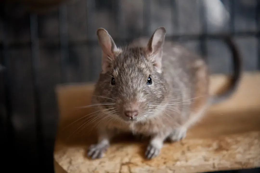 Hamsters, Gerbils, and Other Pocket Pets: Too Small to Survive (Image Credits: Unsplash)