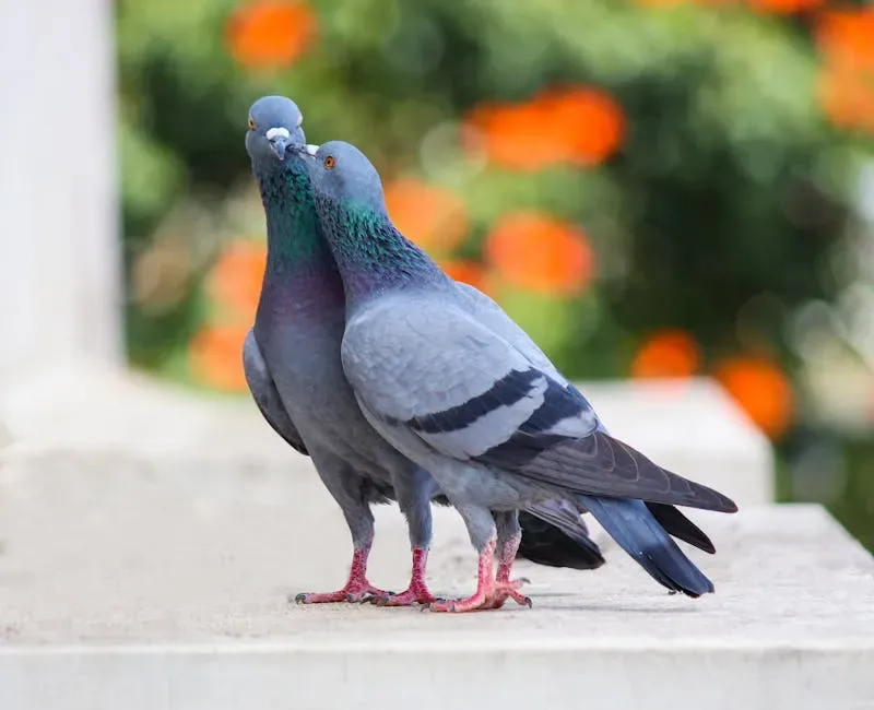 Homing Pigeons: Living Mail Carriers With an Impossible Skill (Image Credits: Pexels)