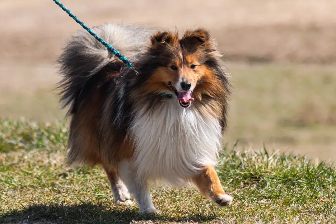 6. Shetland Sheepdog (Image Credits: Unsplash)