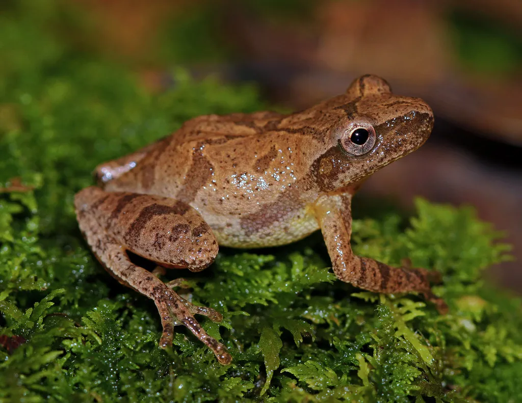 #12 - Spring Peeper (2ndPeter, Flickr, CC BY 2.0)